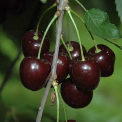 Kersenboom 'Stella' halfstam (zelfbestuivend)